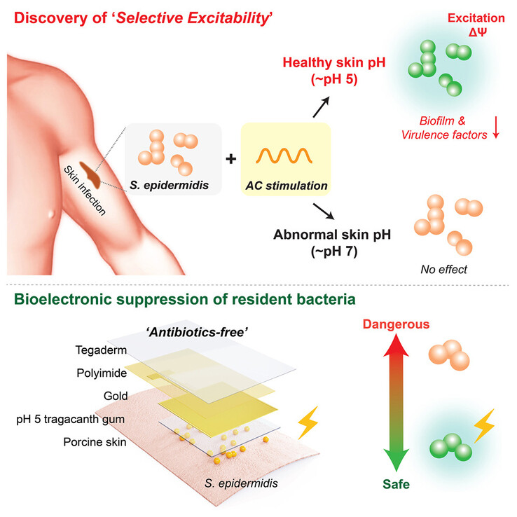 Una representación de cómo las señales eléctricas pueden desencadenar o "excitar" a S. epidermidis. (Fuente de la imagen: Device)