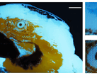 Una diminuta imagen fluorescente multicolor de un guacamayo, de 250 × 350 píxeles, realizada mediante fotolitografía.