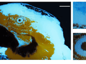 Una diminuta imagen fluorescente multicolor de un guacamayo, de 250 × 350 píxeles, realizada mediante fotolitografía.