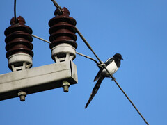 Las aves no amenazan la estabilidad de la red. (Fuente de la imagen: pixabay/schauhi)