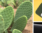 Cactus: ahora para proteger el smartphone. (Fuente: Otterbox)