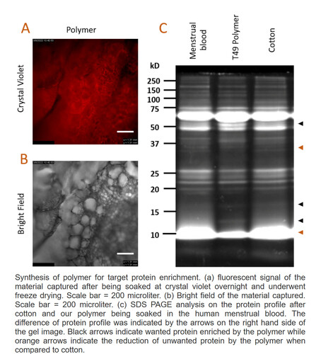 Elementos básicos del material de la compresa menstrual (Fuente de la imagen: Women-X Biotech)