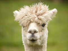 Se parece a una llama, como ALPACA se parece al LLAMA (aparato de medición Lyman-alfa). (Imagen: pixabay/wagrati_photo)