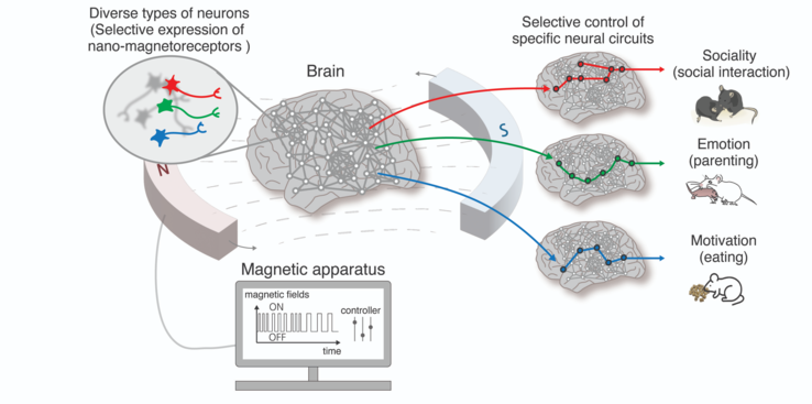 Gracias a la tecnología nano-MIND, las funciones cerebrales de orden superior, como las emociones, la sociabilidad y los instintos de supervivencia de los animales, pueden regularse libremente mediante el control selectivo de neuronas y circuitos cerebrales específicos. (Fuente: EurekAlert)