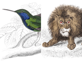 Ilustraciones de fauna silvestre