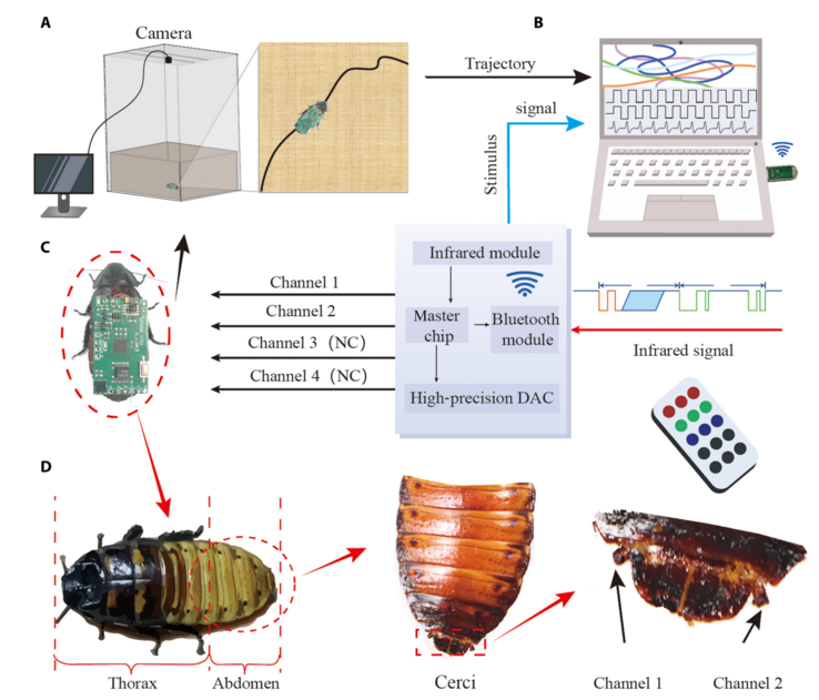 Un diagrama esquemático del sistema de control de la locomoción de los insectos ciborg. (Fuente de la imagen: Prensa del Instituto de Tecnología de Pekín)