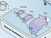 Ig Nobel concedido a investigadores japoneses que demuestran que la ventilación dorsal de los animales funciona. (Fuente de la imagen: La ventilación enteral en mamíferos mejora la insuficiencia respiratoria por R. Okabe et al.)