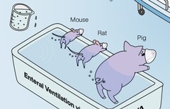 Ig Nobel concedido a investigadores japoneses que demuestran que la ventilación dorsal de los animales funciona. (Fuente de la imagen: La ventilación enteral en mamíferos mejora la insuficiencia respiratoria por R. Okabe et al.)