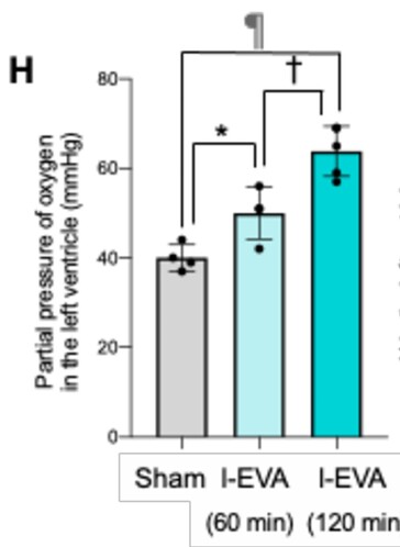 La perfluorodecalina oxigenada introducida en la parte posterior de ratones aumentó significativamente la cantidad de oxígeno en el torrente sanguíneo cuando se midió en el corazón. (Fuente de la imagen: La ventilación enteral en mamíferos mejora la insuficiencia respiratoria por Ryo Okabe et al.)