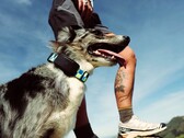 Fi Ultra se acopla al collar del perro.