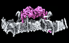 Las proteínas PINK1, adheridas a la membrana de una mitocondria. (Fuente de la imagen: WEHI)