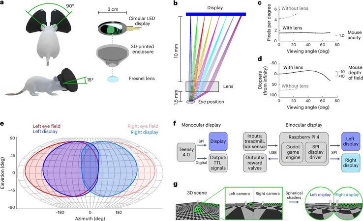 Los ratones que llevan el casco MouseGoggles pueden recorrer mundos virtuales sin fin, eliminando la tediosa construcción de laberintos con ratones. (Fuente de la imagen: M. Isaacson et al. vía Nature Methods)