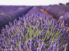 El linalol se puede obtener de la lavanda y es algo más que una fragancia, ya que se puede utilizar para las pilas de NaS (Fuente de la imagen: pixabay)