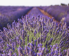 El linalol se puede obtener de la lavanda y es algo más que una fragancia, ya que se puede utilizar para las pilas de NaS (Fuente de la imagen: pixabay)