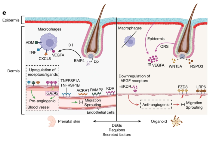 Esquema que muestra las diferencias entre la piel prenatal y la SkOs en los factores proangiogénicos y antiangiogénicos y los receptores correspondientes. (Fuente de la imagen: Nature)